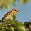 Krutihlav obecny - Jynx torquilla - Eurasian Wryneck 2936